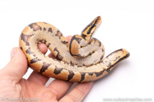 Africa import ball python for sale