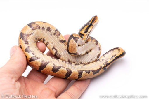 Africa import ball python for sale