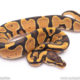 Africa import ball python for sale