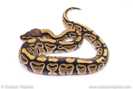 Africa import ball python for sale