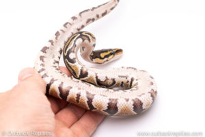 Africa import ball python for sale