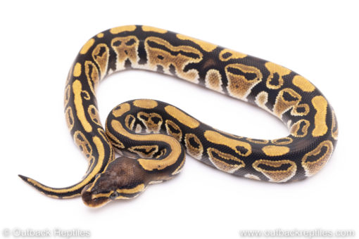 Africa import ball python for sale