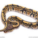 Africa import ball python for sale