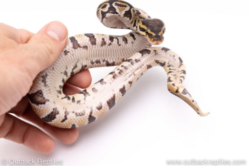 Africa import ball python for sale