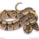 Africa import ball python for sale