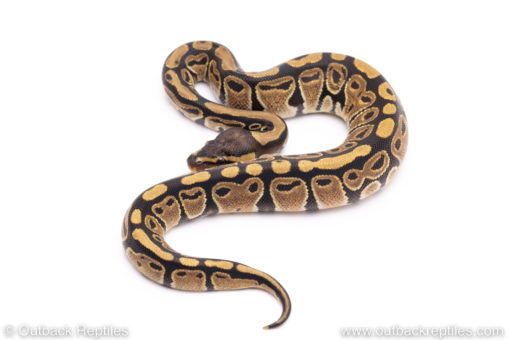 Africa import ball python for sale