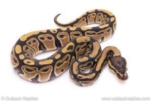 Africa import ball python for sale
