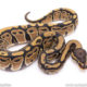 Africa import ball python for sale