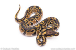 Africa import ball python for sale