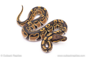 Africa import ball python for sale