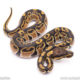 Africa import ball python for sale