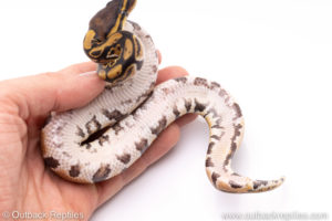 Africa import ball python for sale