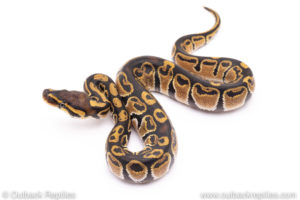 Africa import ball python for sale