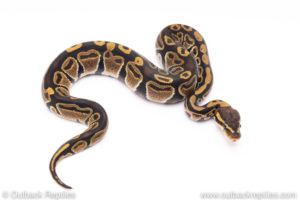 Africa import ball python for sale