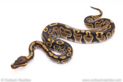 Africa import ball python for sale