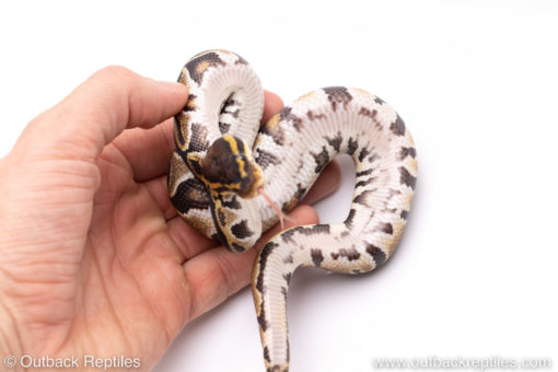 Africa import ball python for sale