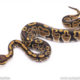 Africa import ball python for sale