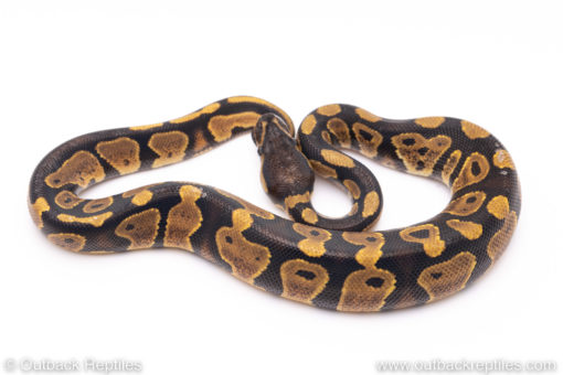 Africa import ball python for sale
