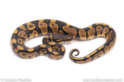 Africa import ball python for sale
