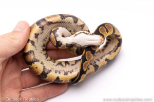 Africa import ball python for sale