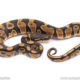 Africa import ball python for sale