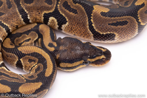 Africa import ball python for sale