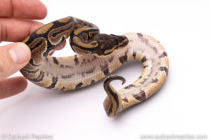 Africa import ball python for sale