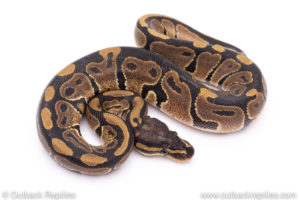 Africa import ball python for sale