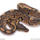 Africa import ball python for sale
