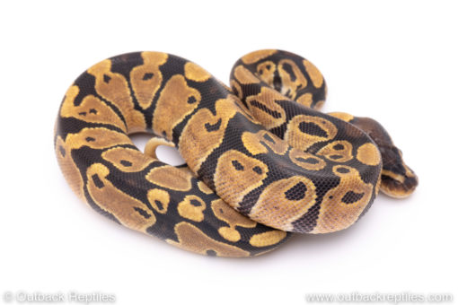 Africa import ball python for sale