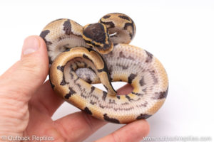 Africa import ball python for sale
