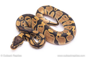 Africa import ball python for sale