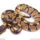 Africa import ball python for sale