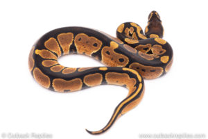 Africa import ball python for sale