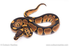 Africa import ball python for sale