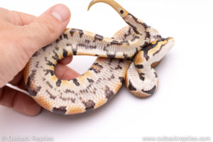 Africa import ball python for sale