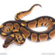 Africa import ball python for sale
