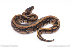 Africa import ball python for sale