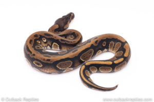 Africa import ball python for sale