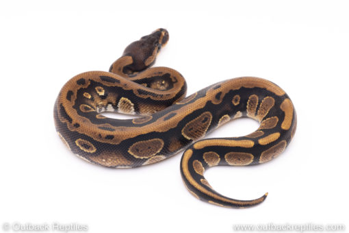 Africa import ball python for sale