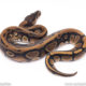 Africa import ball python for sale