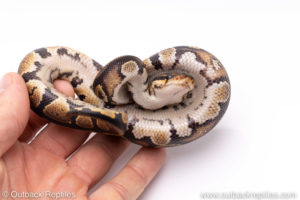 Africa import ball python for sale