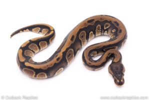 Africa import ball python for sale