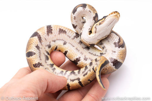 Africa import ball python for sale