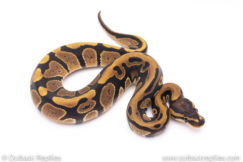 Africa import ball python for sale