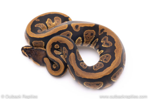 Africa import ball python for sale
