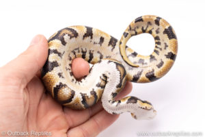 Africa import ball python for sale