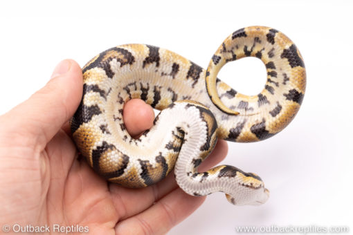 Africa import ball python for sale