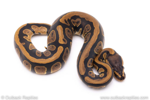 Africa import ball python for sale