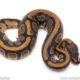 Africa import ball python for sale